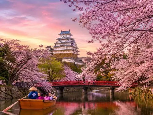 JAPAN CHERRY BLOSSOM 
